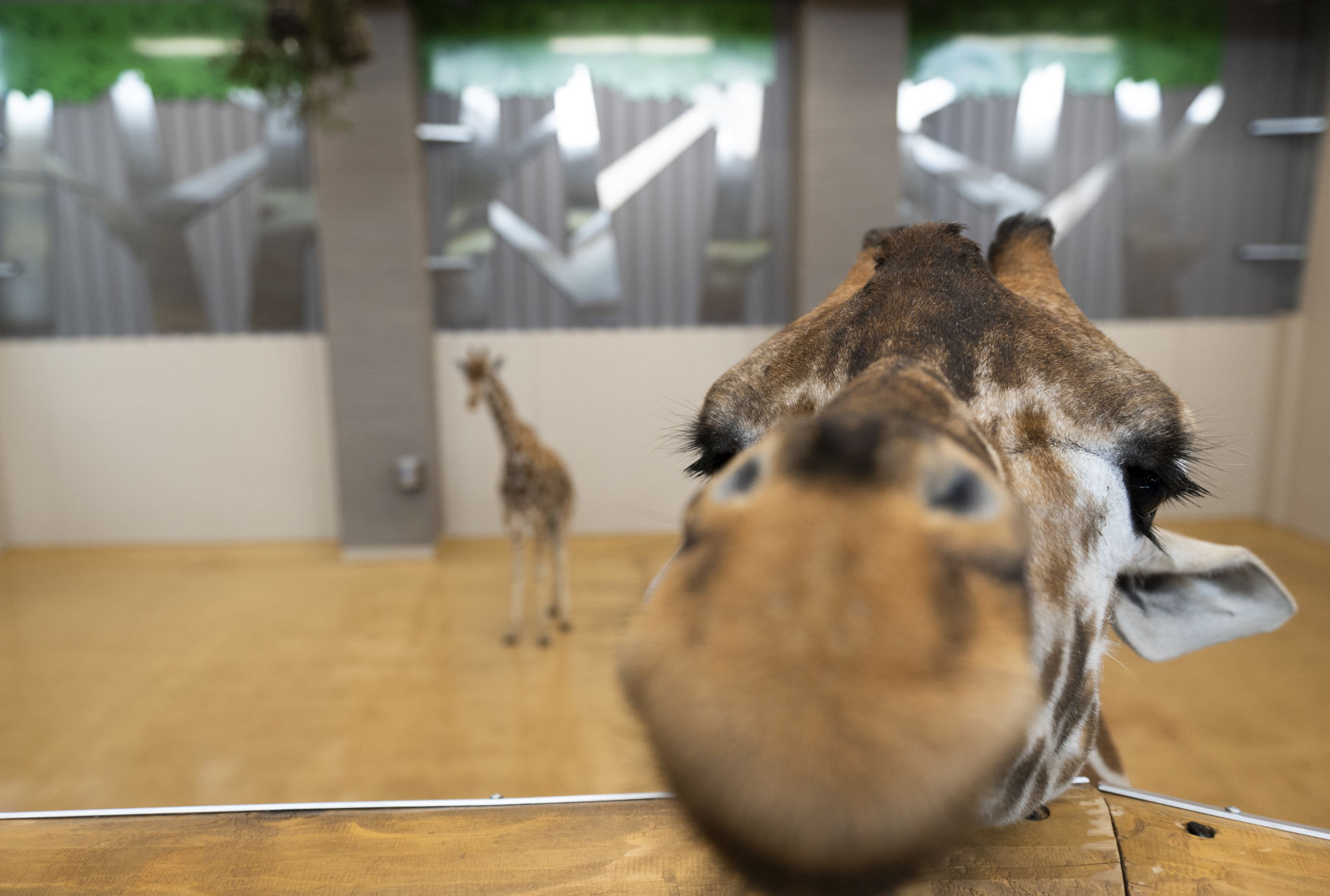 Giraffes, 05.24